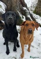 Labrador Retriever dogs - Advert 1