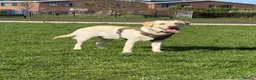 Labrador Retriever dogs for stud: Well-Trained Labrador Stud. Calm Temperament - Advert 3