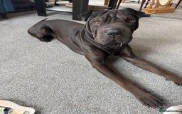 Mixed Breed dogs for sale: 2 year old Sharweiler (Sharpei x Rottweiler) - Image 5
