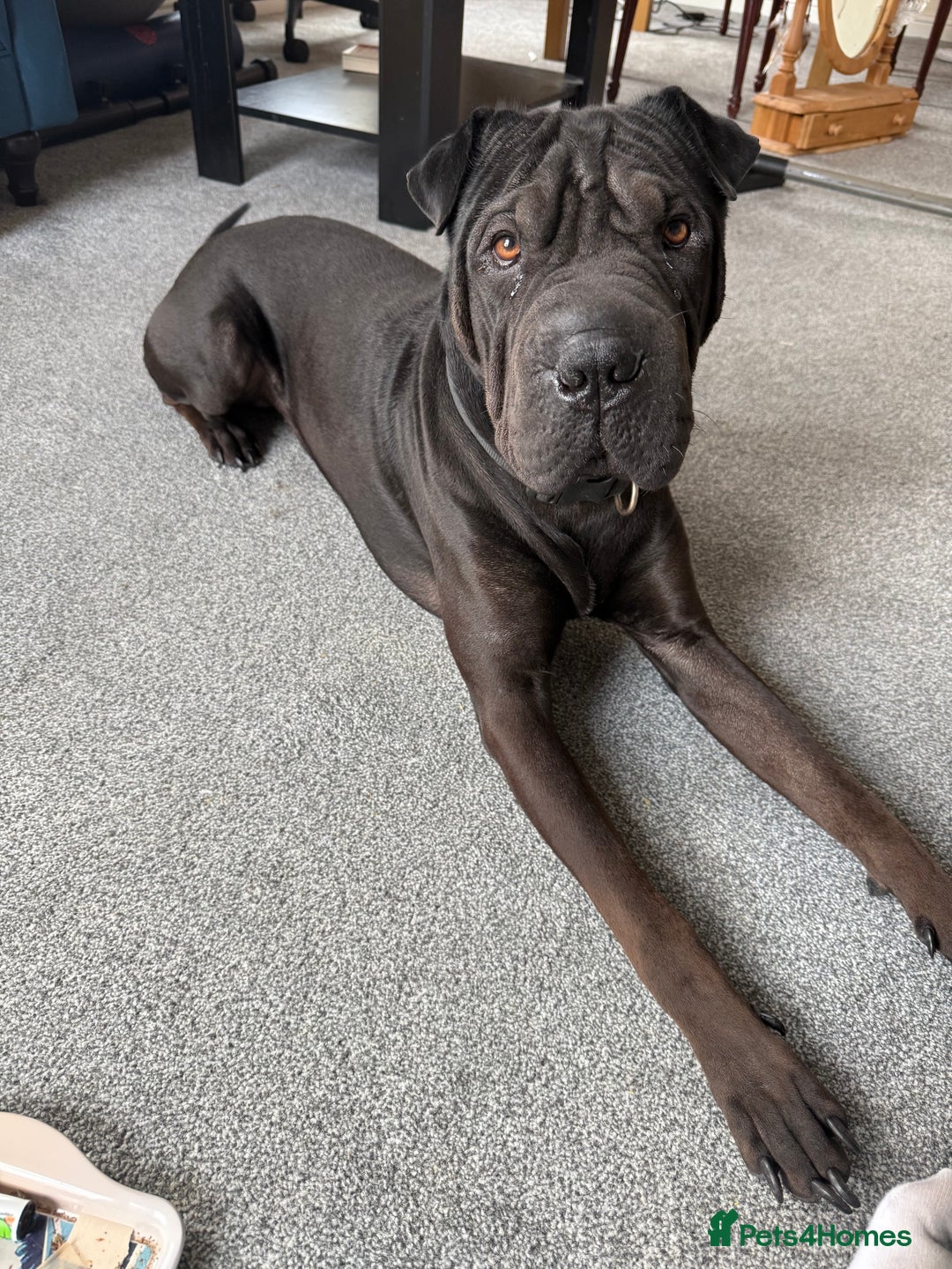 Mixed Breed dogs for sale: 2 year old Sharweiler (Sharpei x Rottweiler) - Image 5
