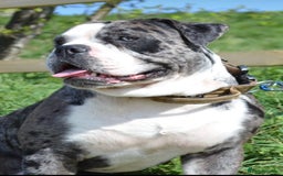 Alapaha Blue Blood Bulldog dogs for sale:  Loving Home Wanted for Hugo - The Sofa King 👑 - Image 1