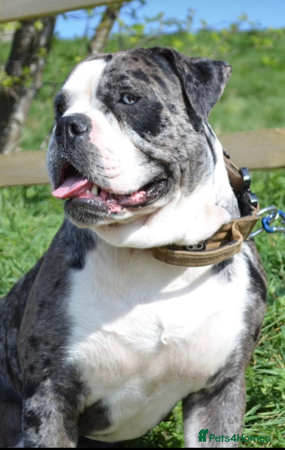 Alapaha Blue Blood Bulldog dogs for sale:  Loving Home Wanted for Hugo - The Sofa King 👑 - Image 1