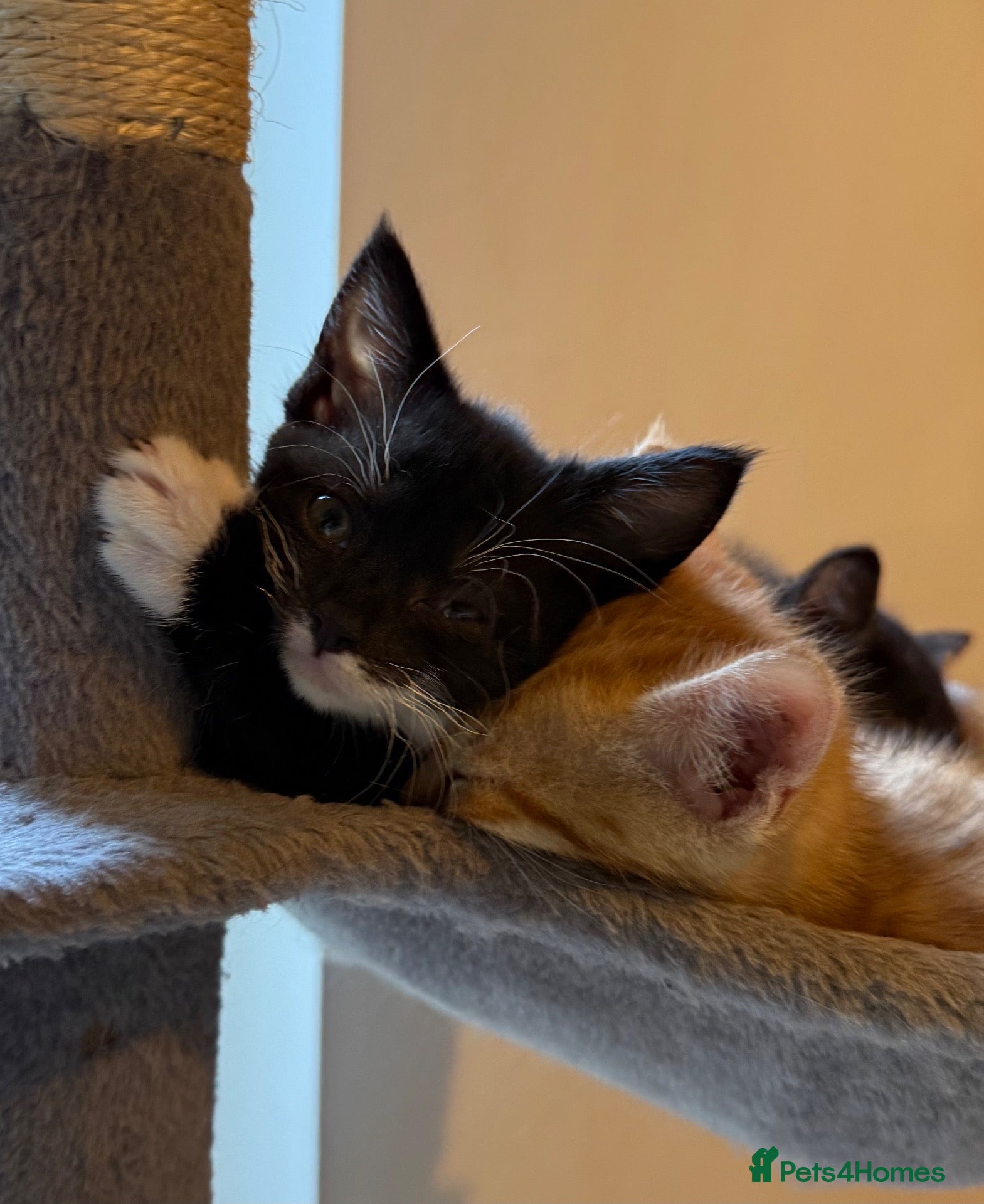 Domestic Shorthair cats Only 3 Girls Left Ready Now  - Advert 13