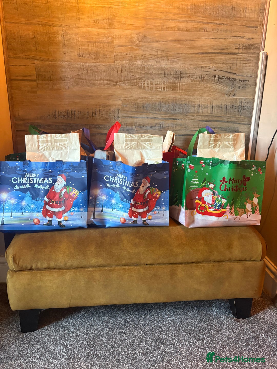 French Bulldog dogs for sale: Pedigree Frenchies - New Shade Isabella’s & Lilacs - Image 29