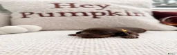 Miniature Dachshund dogs for sale: Long hair miniature daschund puppies for sale in Peterlee - Advert 28