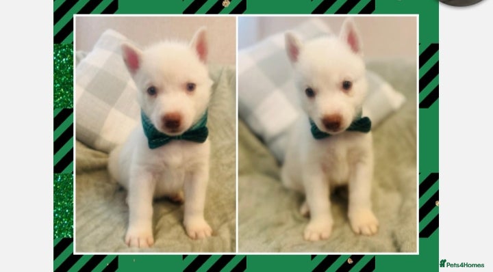 Siberian Husky dogs Siberian Husky puppies - Advert 19