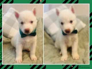 Siberian Husky dogs Siberian Husky puppies - Advert 20