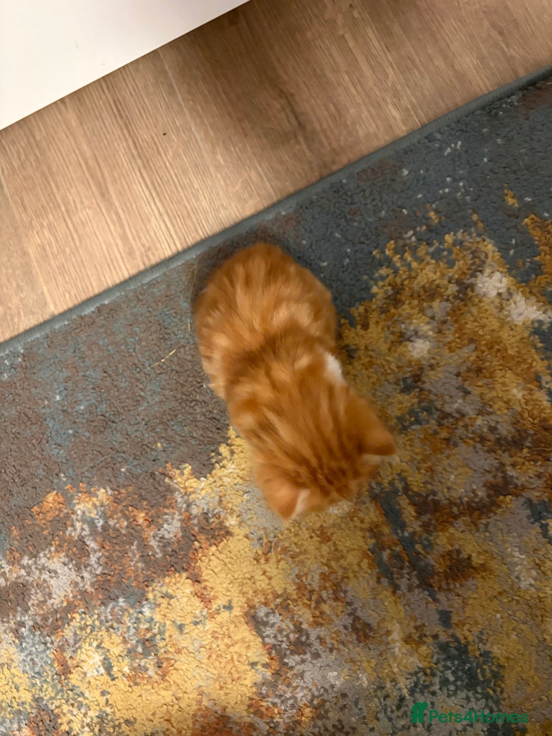 Mixed Breed cats for sale: Now Reserved Beautiful Ginger Male Kitten 4 weeks - Advert 17