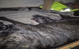Cane Corso dogs for sale: Class Corsos  - Advert 4
