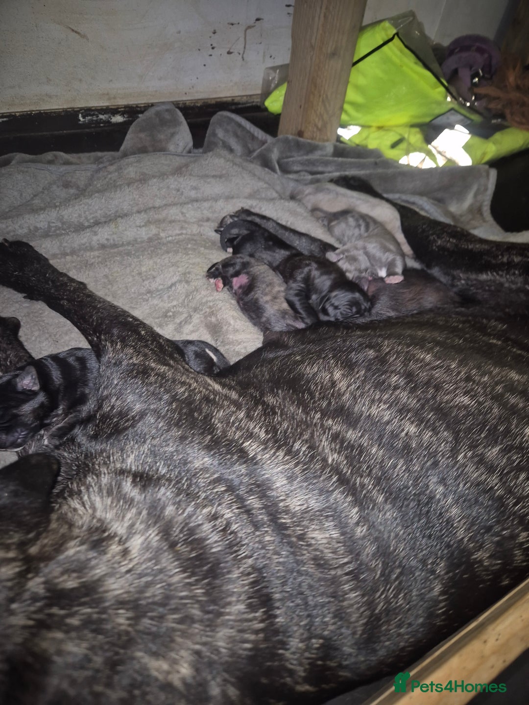 Cane Corso dogs for sale: Class Corsos  - Advert 4