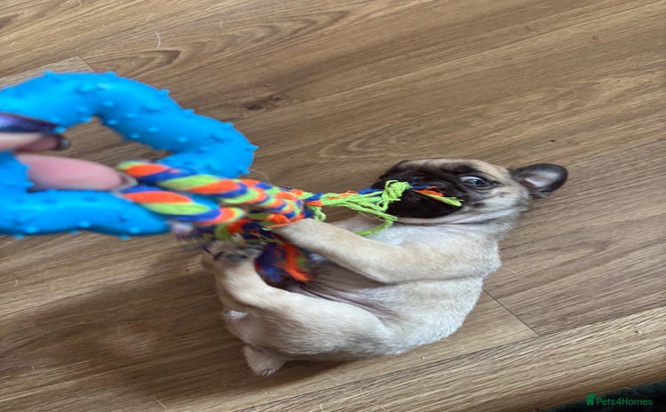 Pug dogs - Advert 18