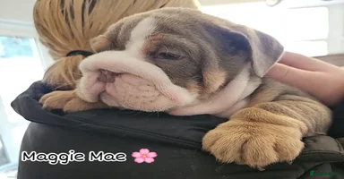 English Bulldog dogs - Advert 16
