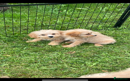 Cavapoo dogs for sale: Beautiful cavapoo puppies  - Image 10