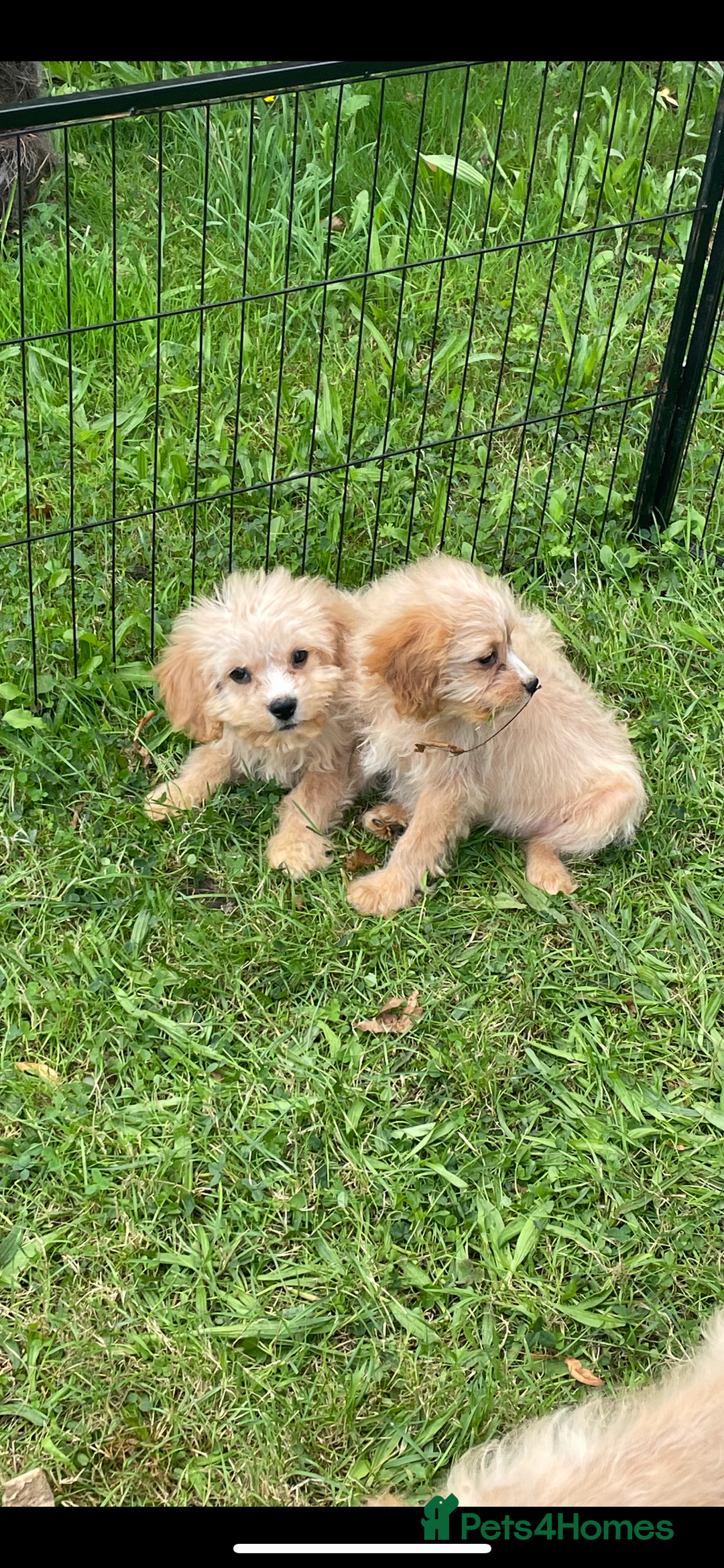 Cavapoo dogs for sale: Beautiful cavapoo puppies  - Image 10