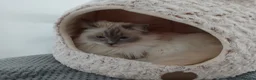 Ragdoll cats for sale: Beautiful Lilac Colourpoint Female  in Burton-on-Trent - Advert 7