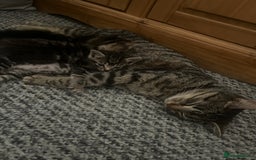 Abyssinian cats for sale: Tabby kittens  - Image 1