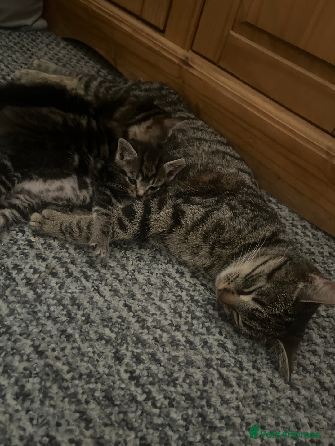 Abyssinian cats for sale: Tabby kittens  - Image 1