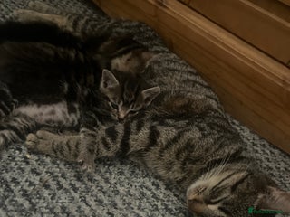 Abyssinian cats - Advert 1