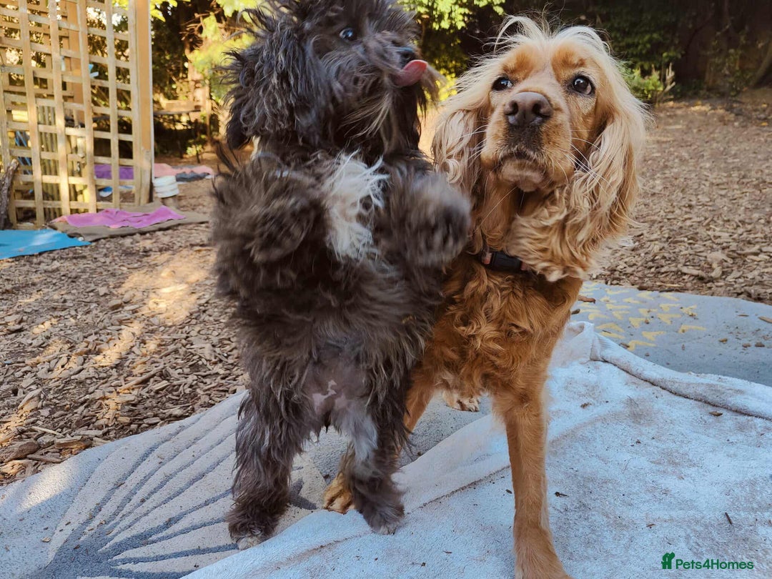 Cocker Spaniel dogs for adoption: Lola needs her very own special forever home  - Image 9