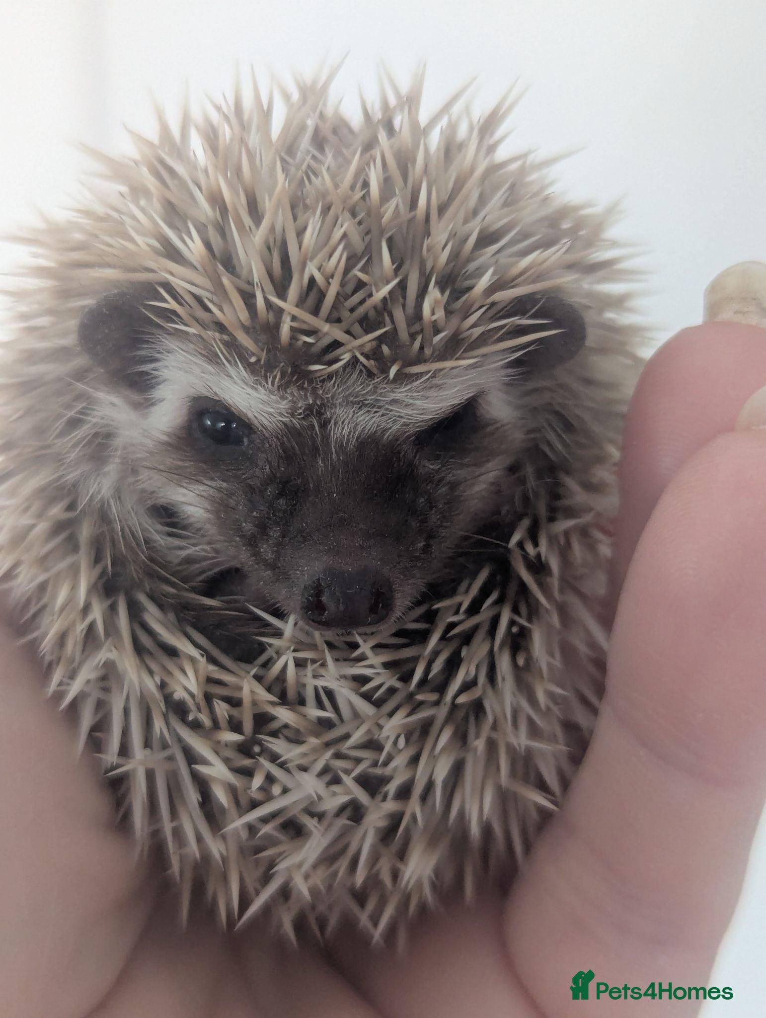 Pygmy Hedgehog rodents Beautiful Little Hoglets Ready to Reserve Now - Advert 1