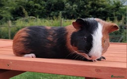Guinea Pig rodents for sale: Chocolate Dalmation, Swiss, Tort, Baby Boars.. - Image 7