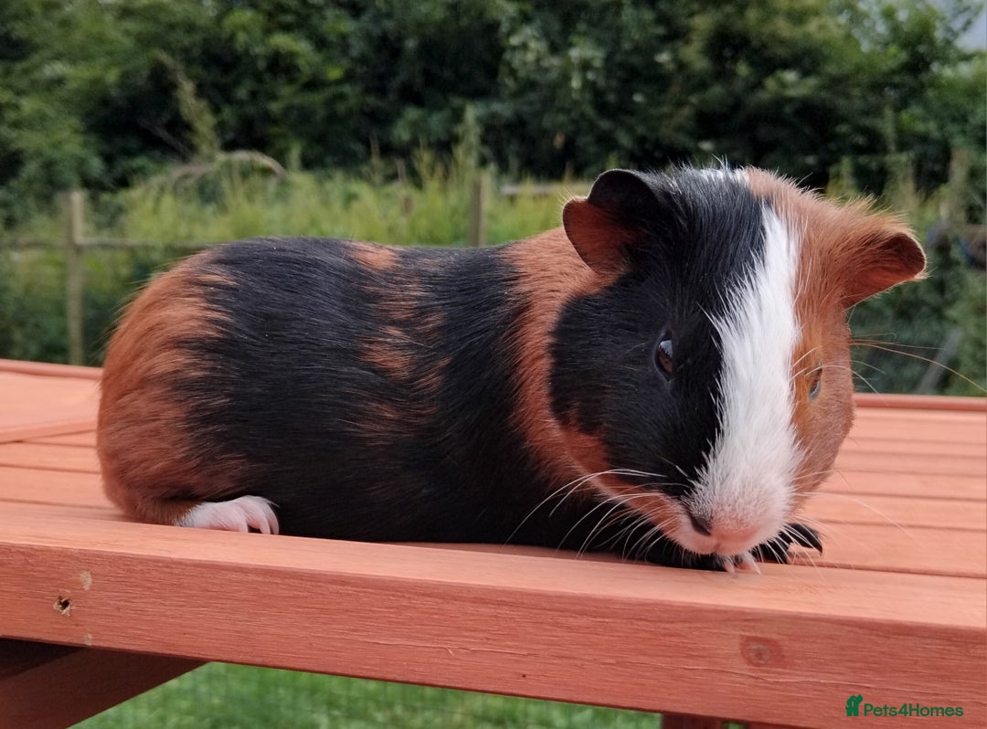 Guinea Pig rodents for sale: Chocolate Dalmation, Swiss, Tort, Baby Boars.. - Image 7