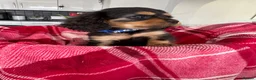 Cavalier King Charles Spaniel dogs for sale: Cavalier king charles - Advert 14