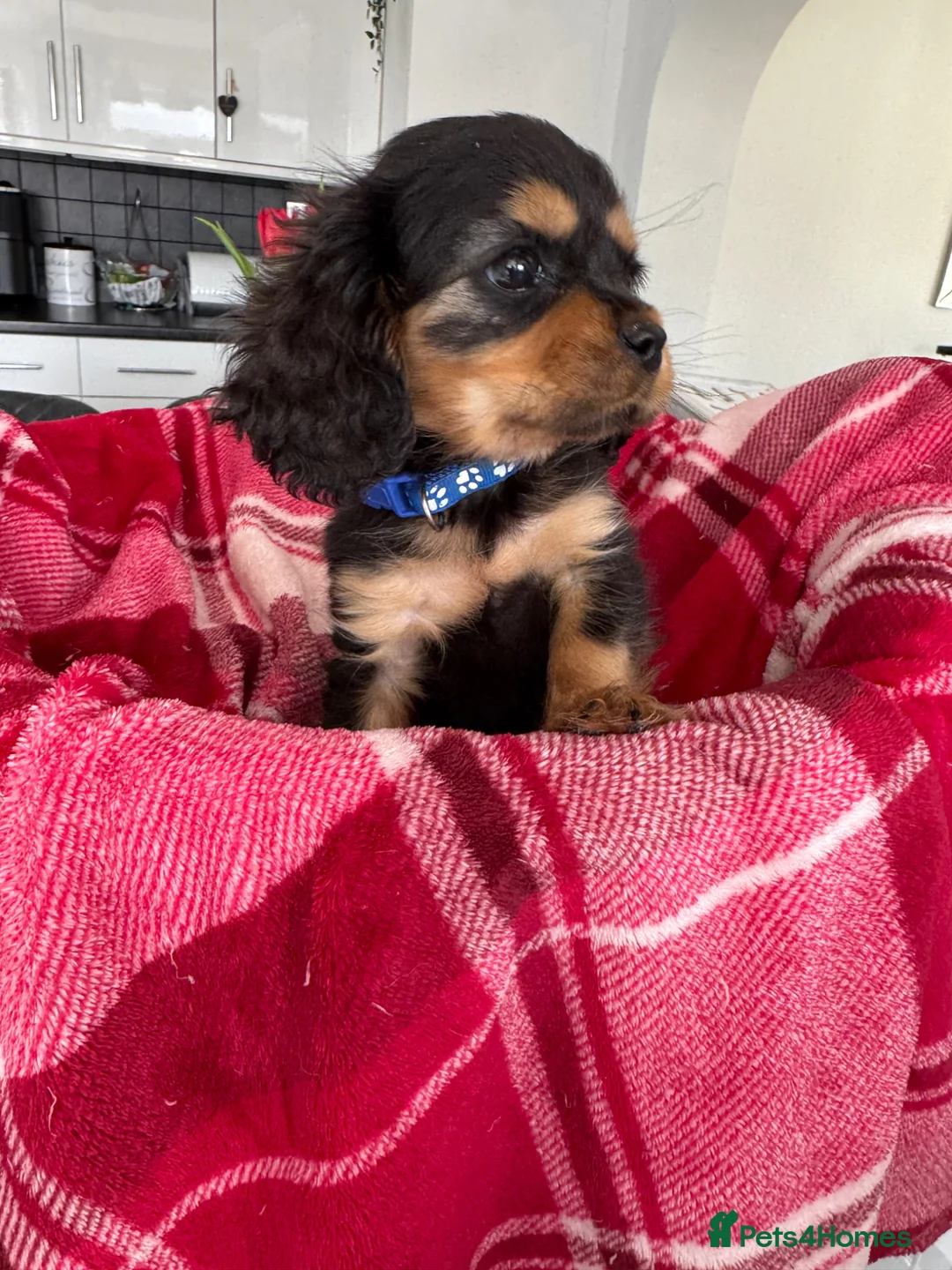 Cavalier King Charles Spaniel dogs for sale: Cavalier king charles - Advert 14