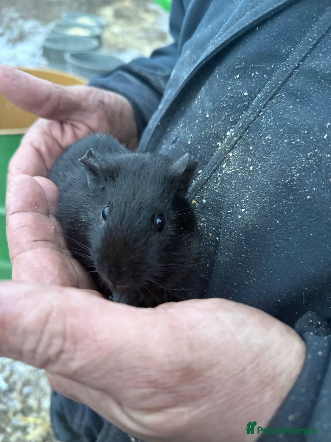 Guinea Pig rodents for sale: 20 lovely guinea pigs for sale  - Advert 20