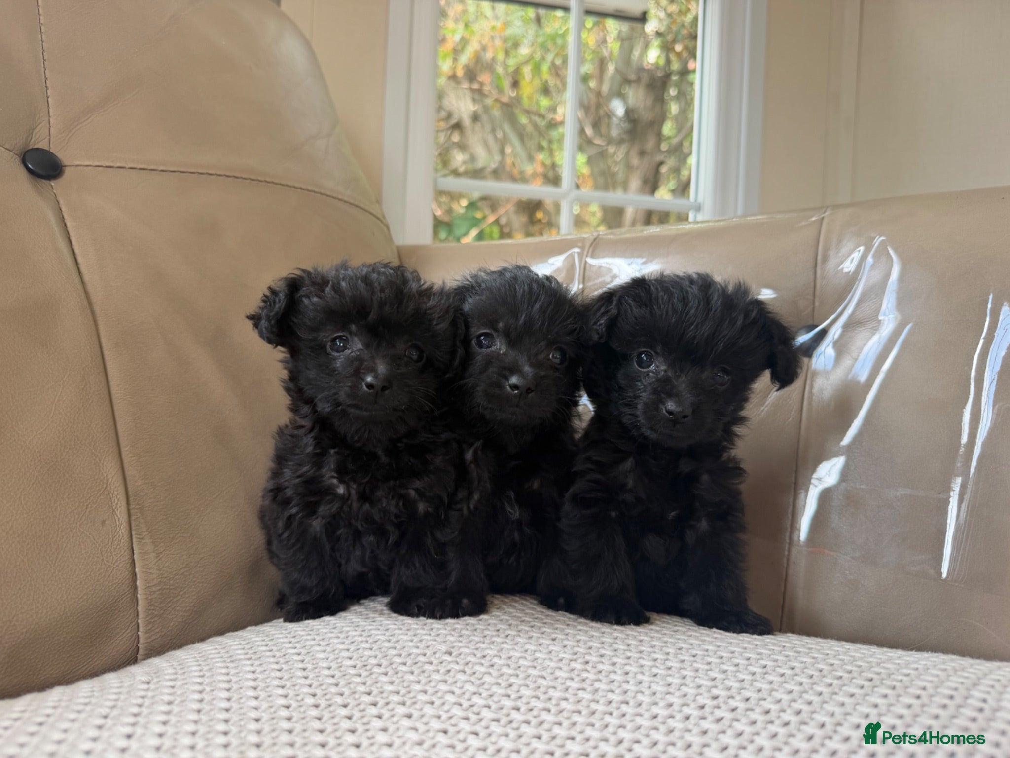 Jackapoo dogs Miniature poodle X Jack Russell - Advert 2
