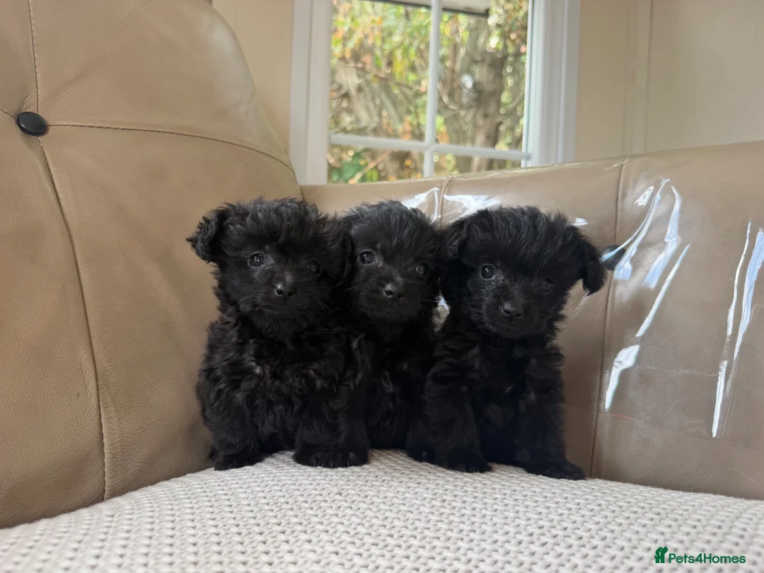 Jackapoo dogs for sale: Miniature poodle X Jack Russell - Advert 2