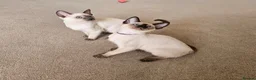 Siamese cats for sale: Wonderful Siamese Kittens Ready to leave - Advert 4