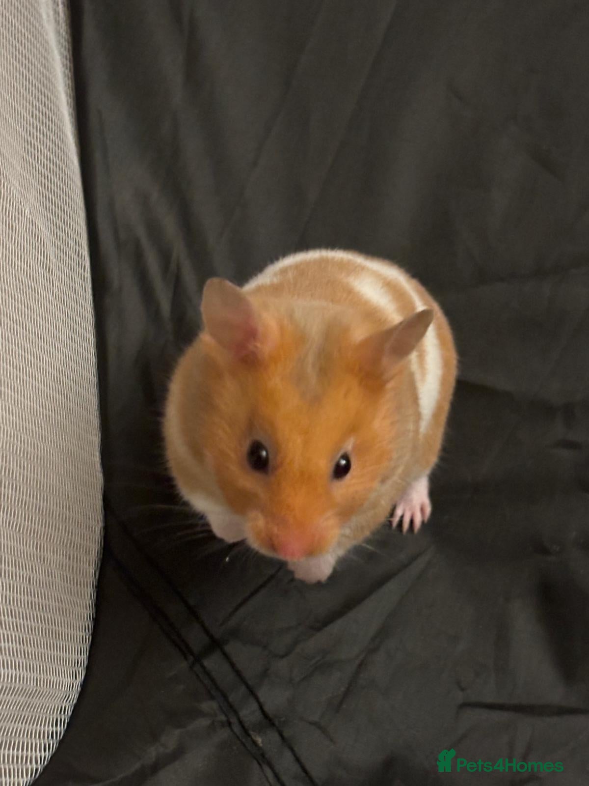 Hamster rodents My little syrian hamster needs a new home in Glasgow - Advert 15