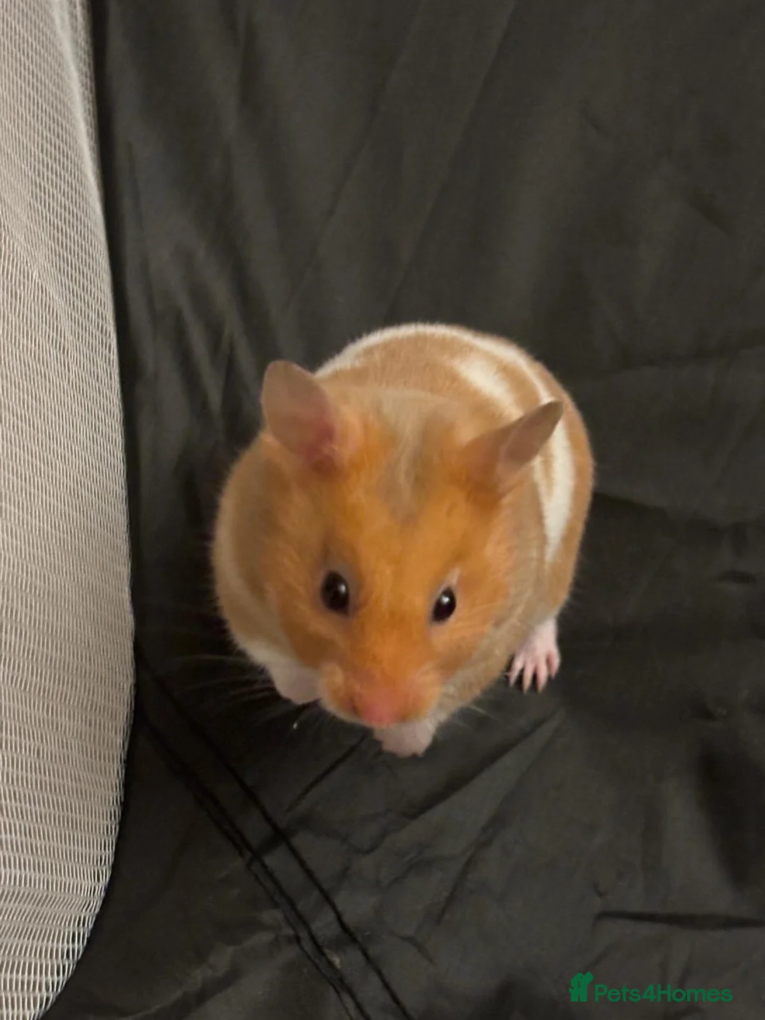 Hamster rodents for sale: My little syrian hamster needs a new home in Glasgow - Advert 1