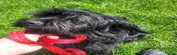 Mixed Breed dogs for sale: Female cocker spaniel cross shih zu - Advert 3