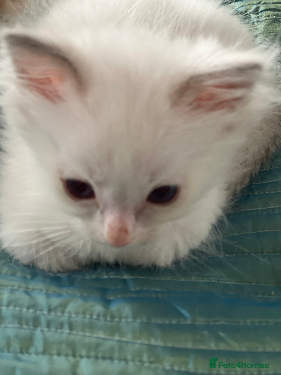 Ragdoll cats for sale: Tortie Lynx Flame Lynx pedigree Ragdolls - Image 24