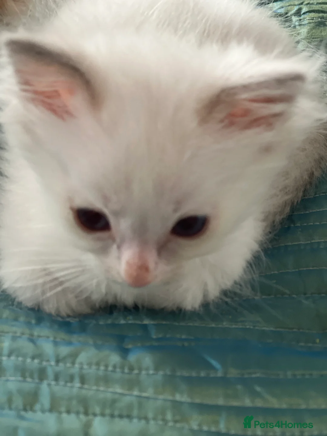 Ragdoll cats for sale: Blue Tortie Lynx kittens pure ragdolls - Advert 19