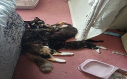 Mixed Breed cats for sale: 3 beautiful kittens ready for there new homes - Image 4