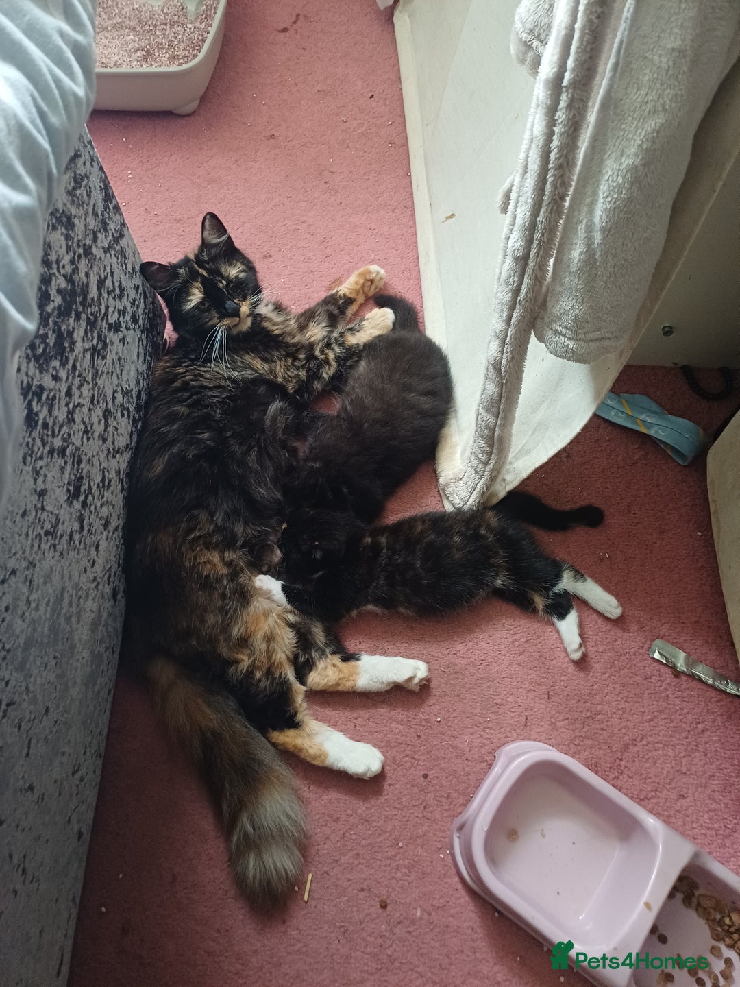Mixed Breed cats for sale: 3 beautiful kittens ready for there new homes - Image 4