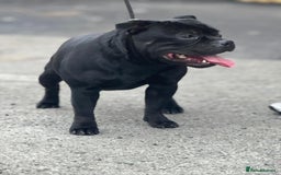 Staffordshire Bull Terrier dogs for stud: One and only ACE stud!  - Image 5