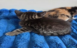 American Shorthair cats for sale: Gorgeous 8 Week Old Kittens - Image 9