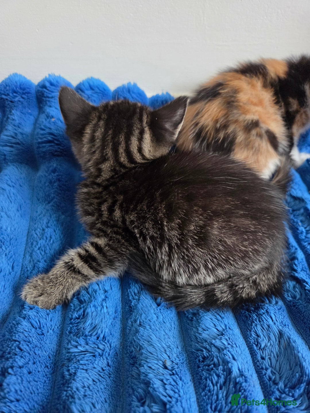 American Shorthair cats for sale: Gorgeous 8 Week Old Kittens - Image 9