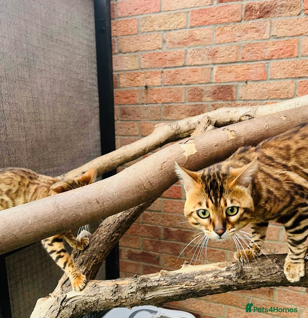 Bengal cats for stud: Adorable pure Bengal boy❤️ for stud in Purfleet - Advert 21