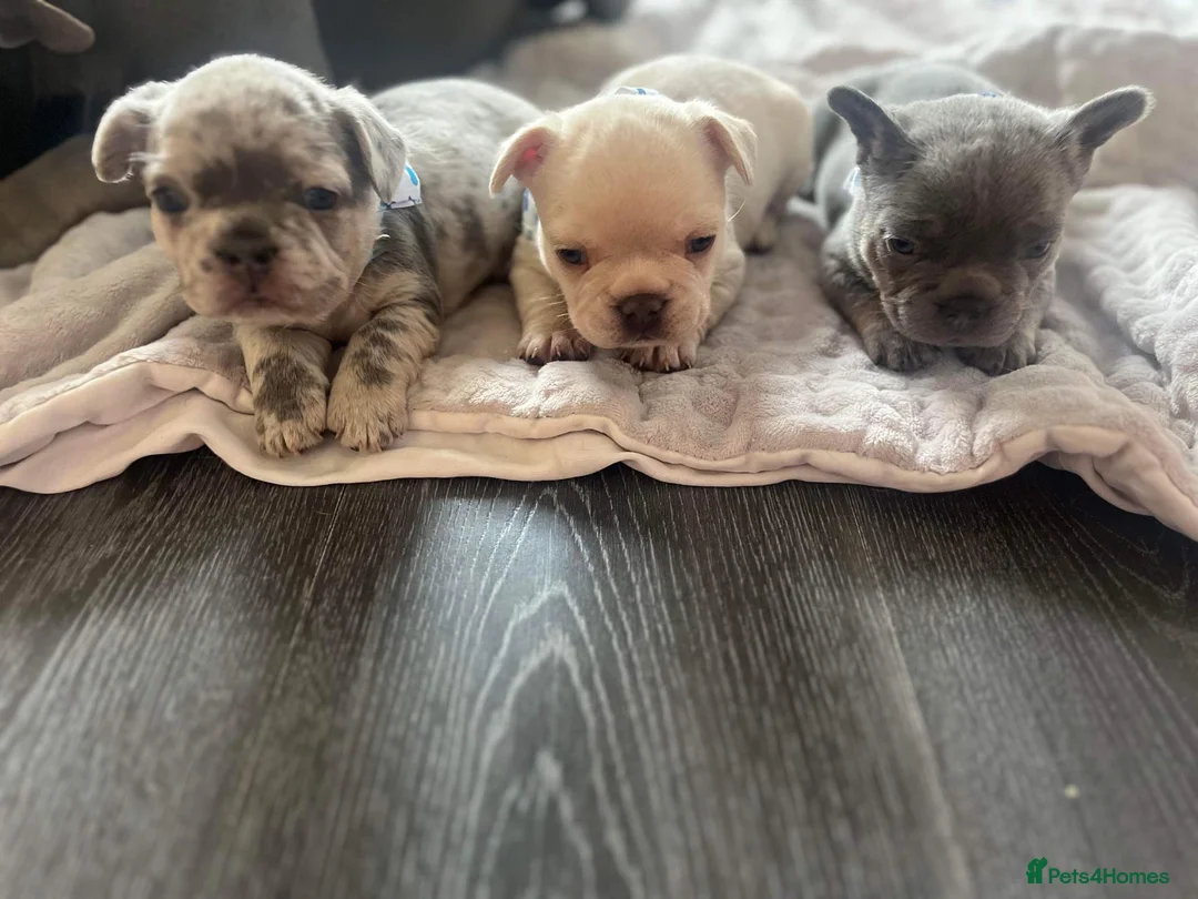 French Bulldog dogs for stud: Lilac and tan carrying cream, testable & fluffy in Motherwell - Advert 13