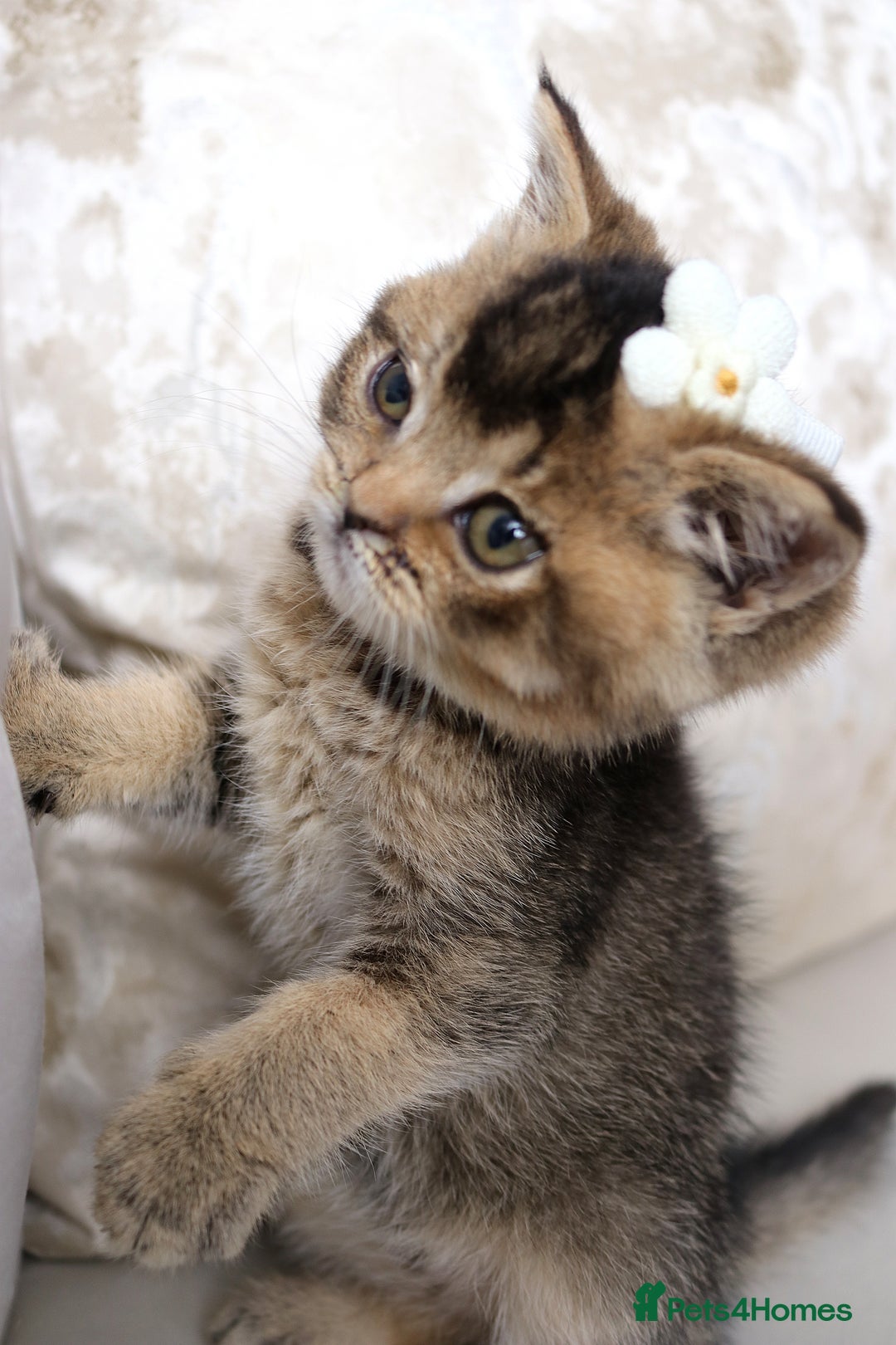 British Shorthair cats for sale: 🩷 Beautiful Pedigree British Shorthair - GCCF 🩷 - Image 4