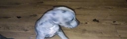 Mixed Breed dogs for sale: Caine corso/ American bully 10 weeks - Advert 6
