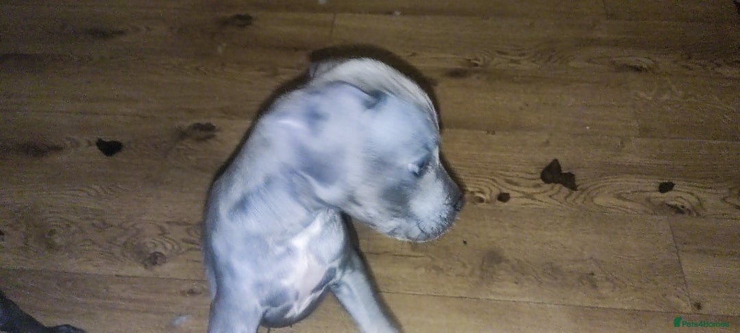 Mixed Breed dogs for sale: Caine corso/ American bully 10 weeks - Advert 6