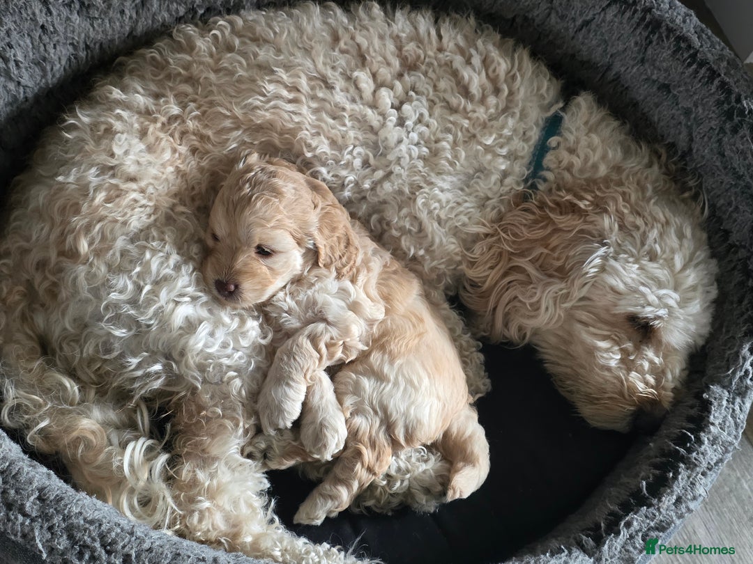 Cockapoo dogs for sale: Beautiful Female Fb1 cockapoo - Image 9