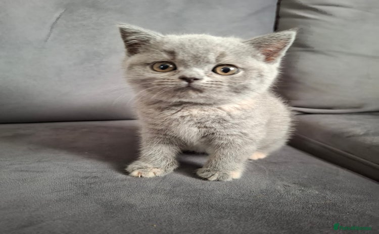 British Shorthair cats in Hyde - Advert 13