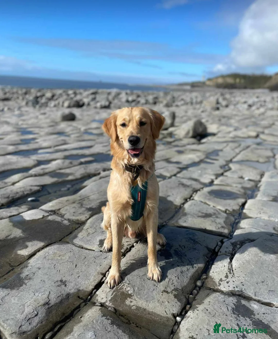 Golden Retriever dogs for stud: Proven Golden retriever - KC registered in Cardiff - Advert 3